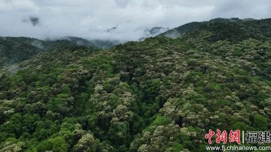 【中國新聞網(wǎng)關(guān)注】福建閩清：栲樹花開呈現(xiàn)春山花海景觀