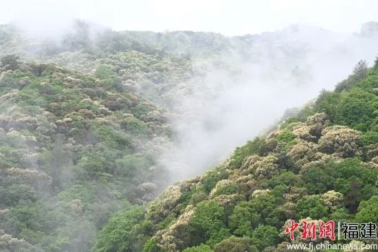 【中國新聞網(wǎng)關(guān)注】福建閩清：栲樹花開呈現(xiàn)春山花海景觀