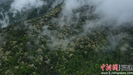 【中國新聞網(wǎng)關(guān)注】福建閩清：栲樹花開呈現(xiàn)春山花海景觀